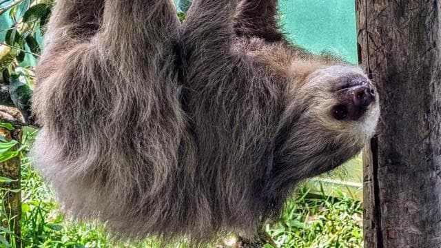 San Jose: Sloth and Wildlife Rescue Center Tour