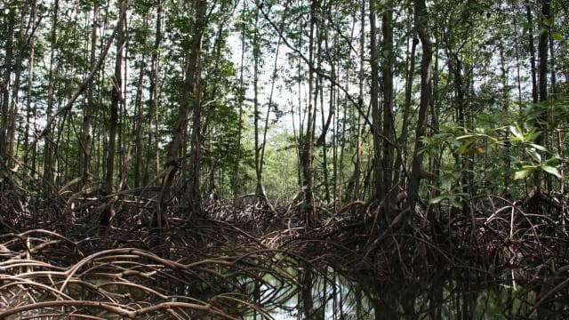 Costa Rica Mangrove Tour: Terraba National Wetlands - Uvita