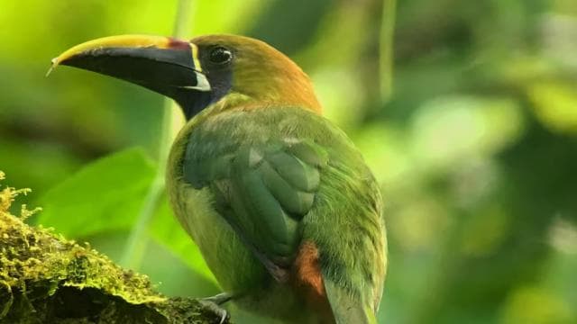 Monteverde: Birdwatching Half-Day Tour