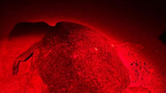 Tamarindo: Turtle Watching Night Tour with Expert Naturalist