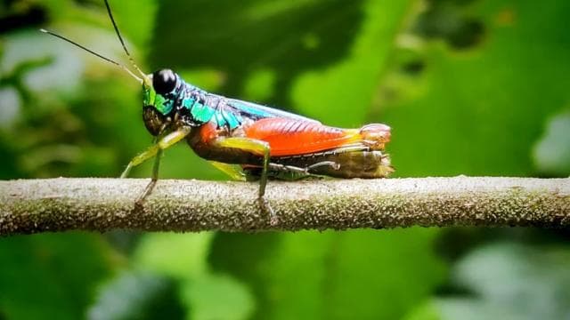 Quepos: Manuel Antonio National Park Guided Tour
