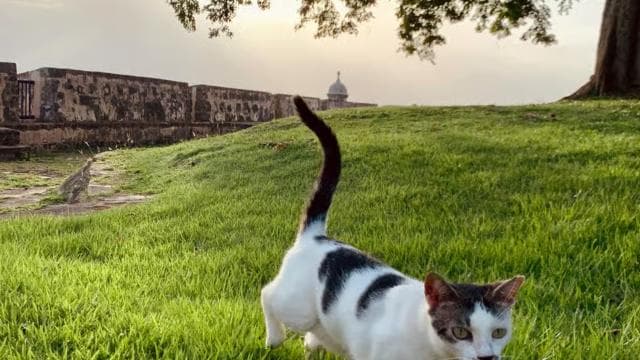 Old San Juan History & Culture (Open Walking Tour)