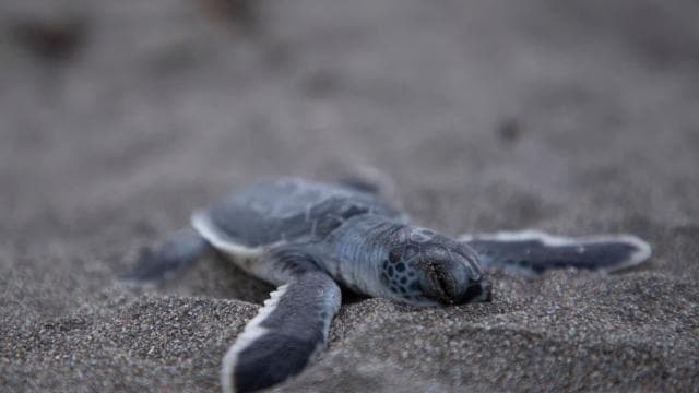TURTLE WATCHING IN TORTUGUERO COSTA RICA