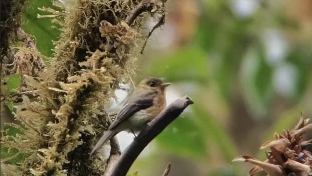 Santa Elena: Private Guided Walk in the Cloud Forest Reserve