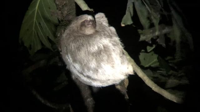Amazing Night Walk in Tortuguero