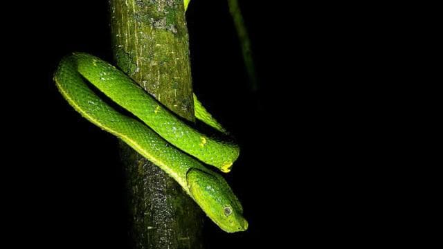 Monteverde: Tropical Forest Night Tour