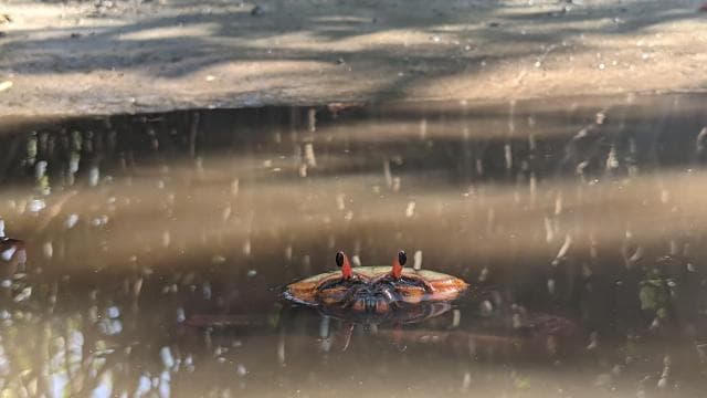 Private Avellanas Wildlife Walk