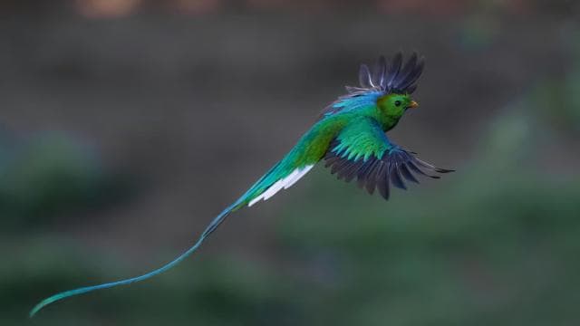 Monteverde: Half-Day Bird Watching Tour