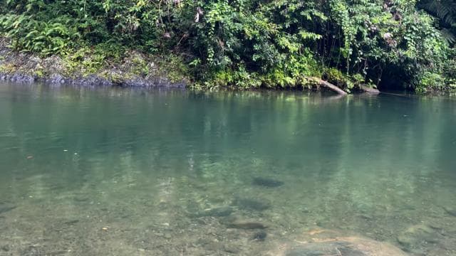 San Juan: El Yunque National Rainforest Sightseeing Tour
