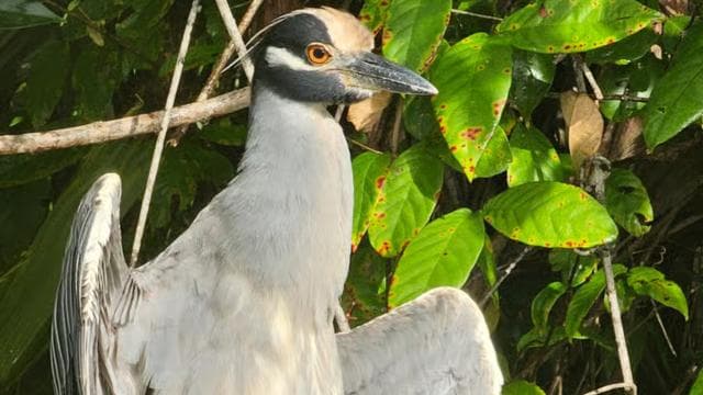 Tortuguero: Canoe tour through the Costa Ricans Amazons.