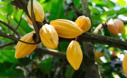 Los Haitises: Cacao & Coffee Rainforest Hike/Boat Tour