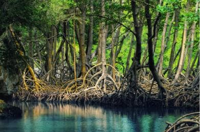Miches: Los Haitises, Transfer, Walking & Boat tour.