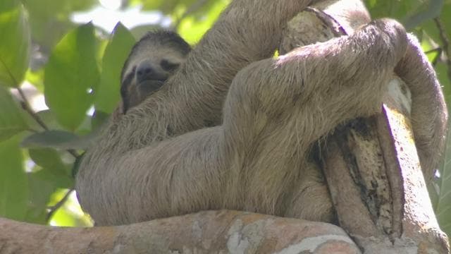 Cahuita: Sloth Watching Guided Tour in the Rainforest