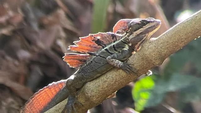 Manuel Antonio National Park: Animal watching hike