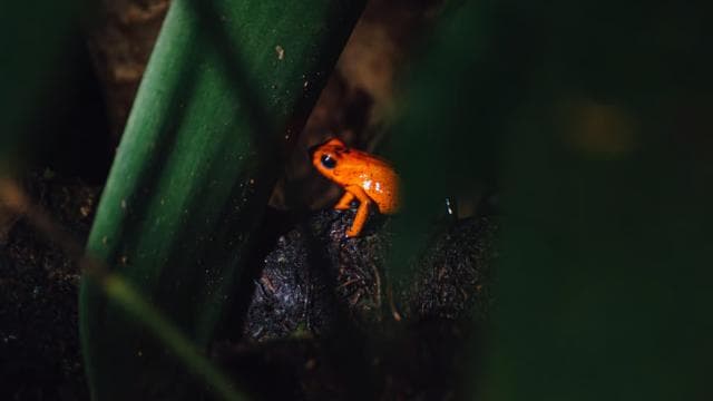 La Fortuna: Forest & Wildlife Nocturnal Escapade