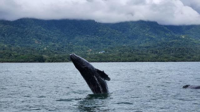 Uvita: Whale Watching Tour in Marino Ballena National Park