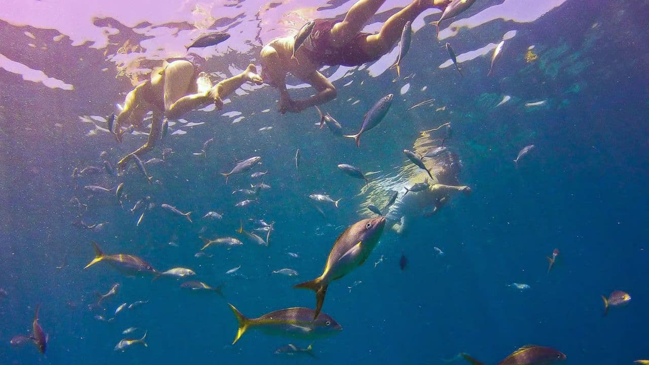La Romana: Catalina Island Full-Day Snorkeling Tour