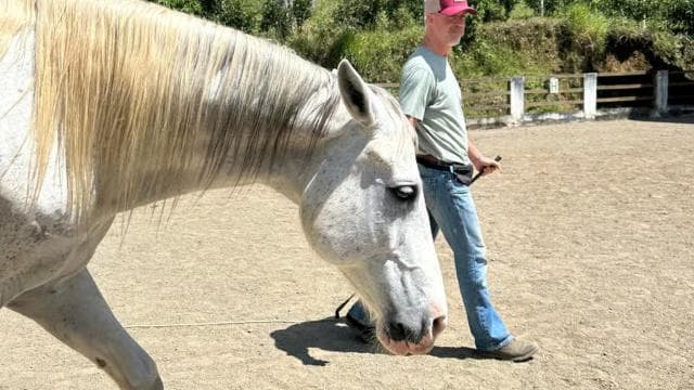 Finca Soley: Liberty Workshop and coaching with Horses