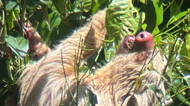 Quepos mangrove tour in Manuel Antonio by boat with monkeys