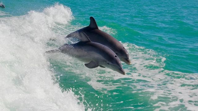 Dive into Paradise: Manzanillo's Dolphin, Snorkel and Lunch