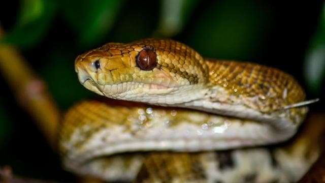 Manuel Antonio: Night Mangrove Safari Boat Tour with Dinner