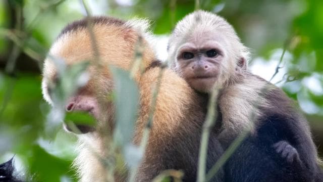 2-Hour Kayak Tour in Quepos Mangroves – See Monkeys & Sloths