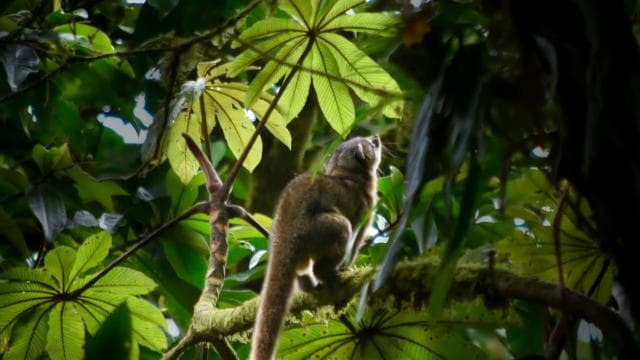 Monteverde: Cloud Forest Guided Nature Tour