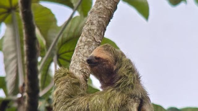 Costa Rica: Sloth Tour at Juan Castro Blanco National Park