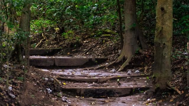 Rincón de la Vieja Rainforest Wildlife Night Tour
