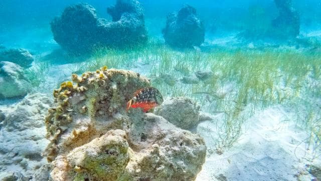 Punta Cana: Full Day Boat Trip to Catalina Island with Lunch