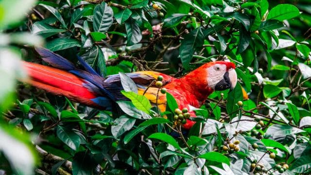 Corcovado National Park - Sirena Station - 1 night stay