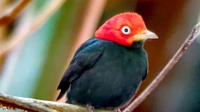 Quepos: Manuel Antonio National Park Guided Tour