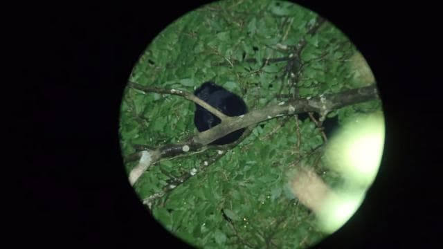 Monteverde: Night Walk through the Forest with a Guide