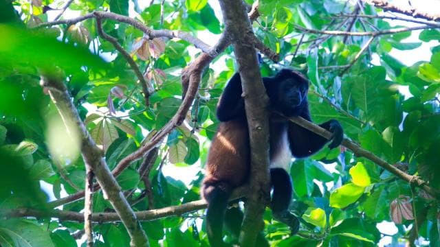Night Tour Rainforest Guided Tour: la fortuna