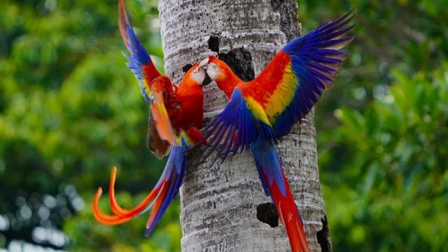 Manuel Antonio: Scarlet Macaw Tour with Professional Photos