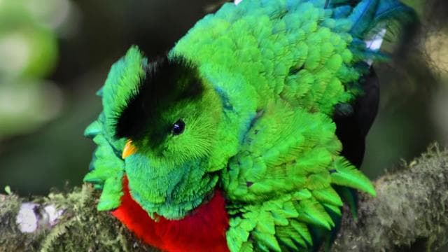 Monteverde: Cloud Forest Guided Nature Tour