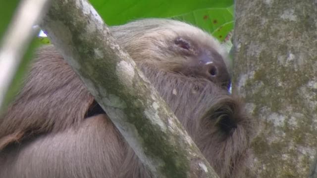 Cahuita: Sloth Watching Guided Tour in the Rainforest