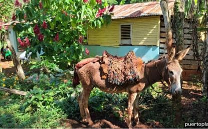 Dominican Republic Countryside Safari Tour from Puerto Plata