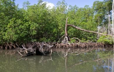 Punta Cana to Los Haitises, Caño Hondo & Montaña Redonda Day Trip – Adults $125, Kids $95