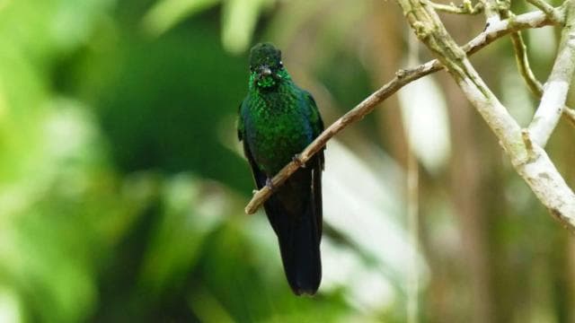 From San José: Monteverde Hanging Bridges Day Trip