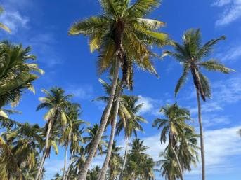 La Romana: Saona Island for Norwegian Sky Cruise Passengers