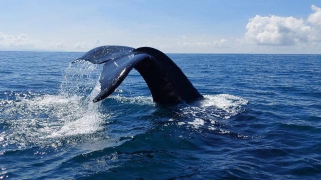 Marino Ballena National Park: Whale and Dolphin Watching