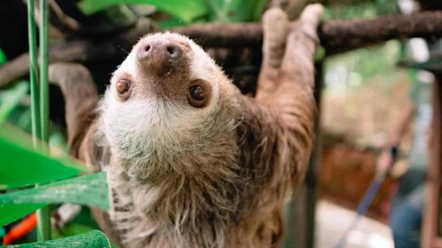 Manuel Antonio: KSTR Wildlife Sanctuary Guided Tour