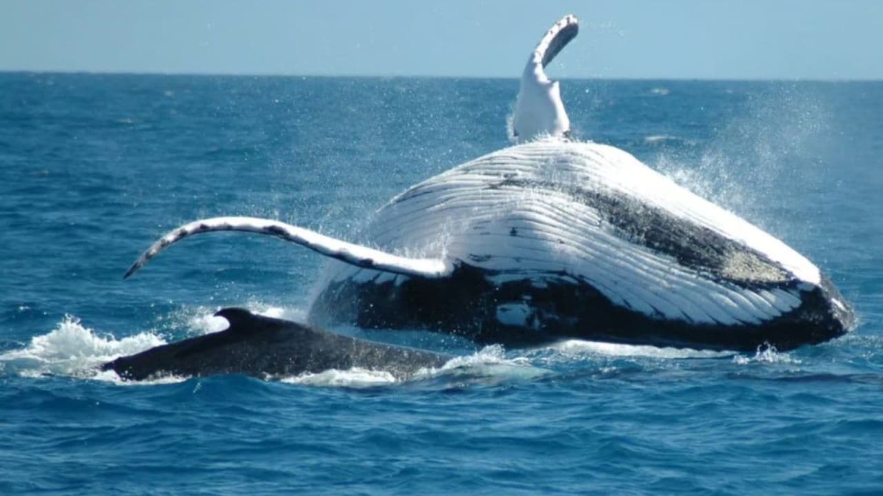 Half-Day Whale Watching Tour in Miches – Unforgettable Marine Adventure