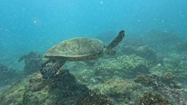 Cano Island Snorkeling Tour from Uvita