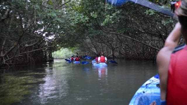 From San Juan: El Yunque Rainforest & Bio Bay Kayak Combo