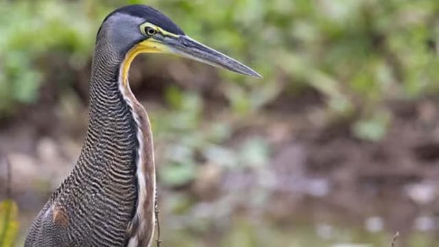 Damas Island: Mangrove Boat Tour