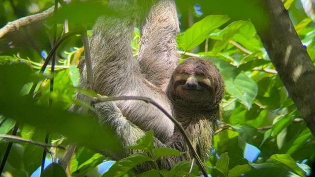 Guided tour in the jungle of Manuel Antonio National Park.