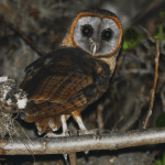 Los Haitises Night Hike In The Rainforest