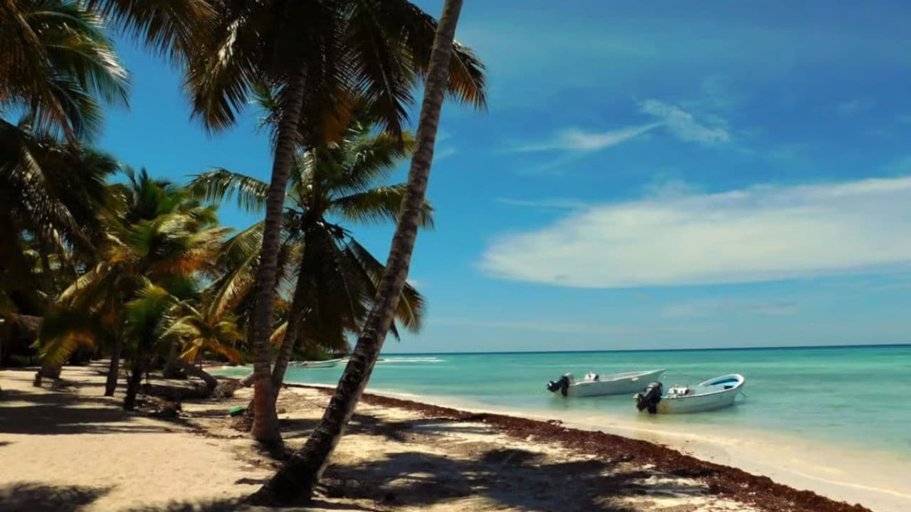 Saona Island From Punta Cana Dominican Republic Book Now